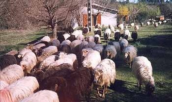 L'élevage en Corse